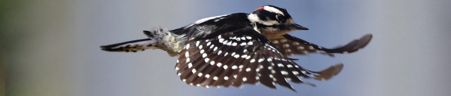 Blue Jay