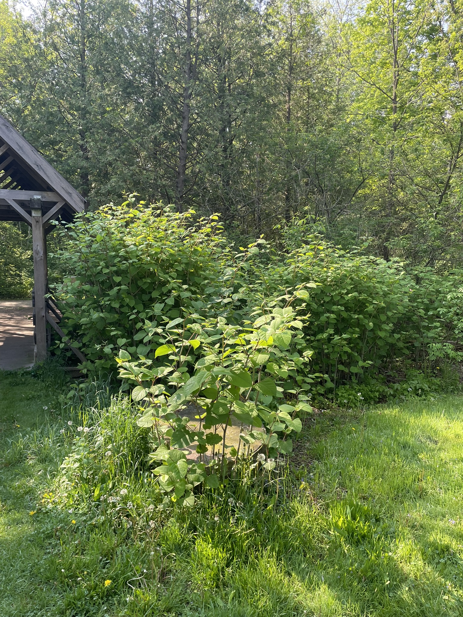 Japanese Knotweed Plant